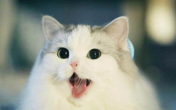 猫一直在你脚边蹭为什么