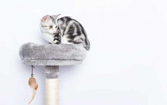 小猫晚上一直叫