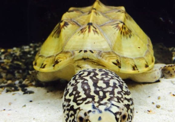 鹰嘴陆龟的生活环境