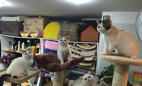 异国短毛猫发烧怎么处理