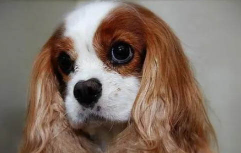 英国可卡犬的颜色有哪些