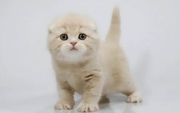 小猫呕吐应该怎么办