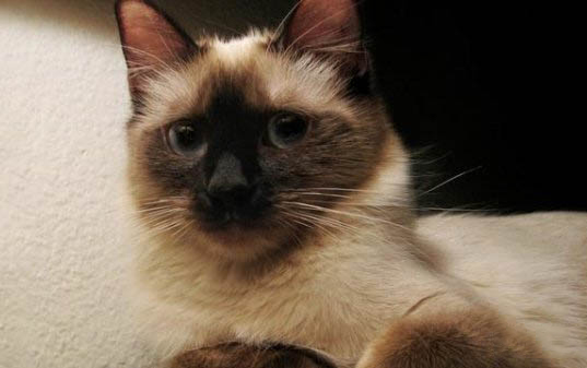 自家养的猫咪不打疫苗可以吗