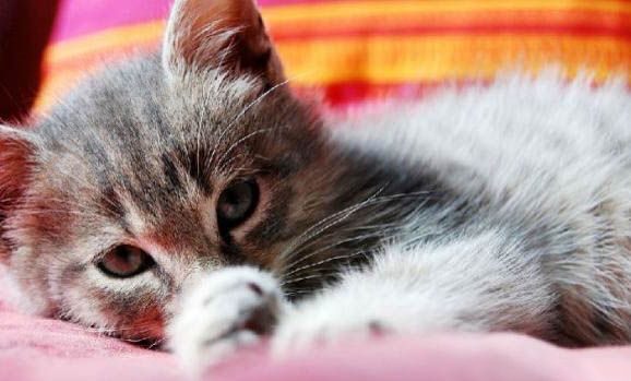小猫出生第几天