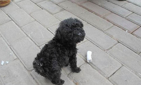 一般贵宾犬要多少钱一只