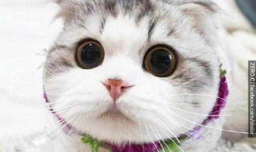 猫胃肠炎的原因及症状有哪些