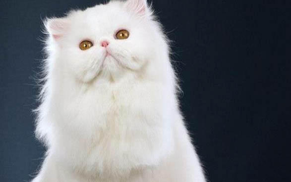 为什么小猫总是发出呼噜呼噜的声音?