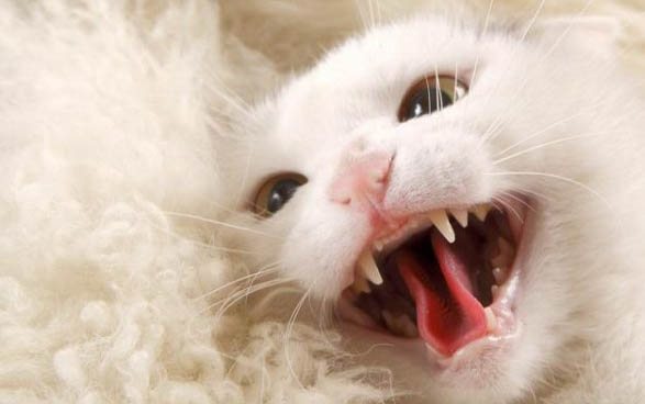 子宫肿瘤对猫咪的危害有哪些