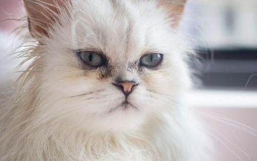 小猫生下来要多久才能抱走