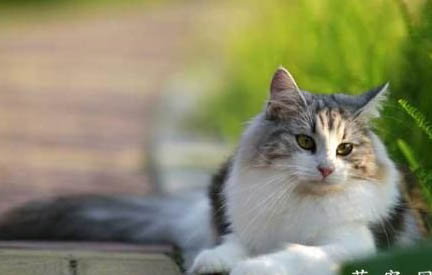 猫咪乳头红肿的原因及处理方式