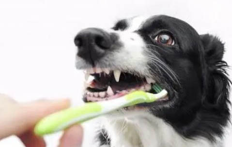 狗狗能不能吃石榴果