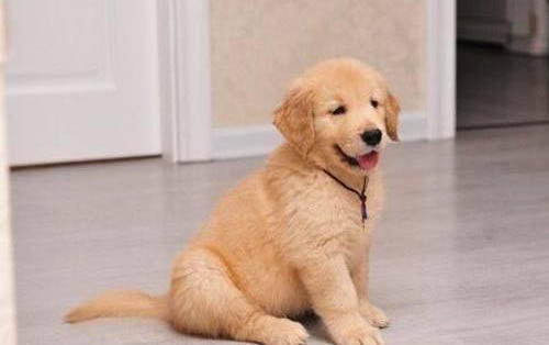 如何训练狗狗安静不乱叫?