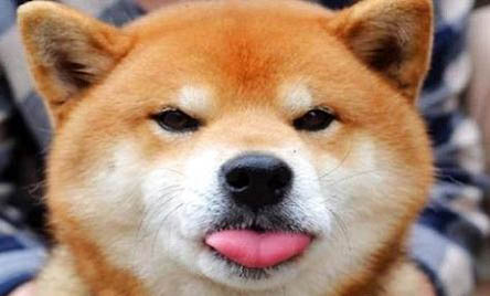 三门峡哪里有卖柴犬