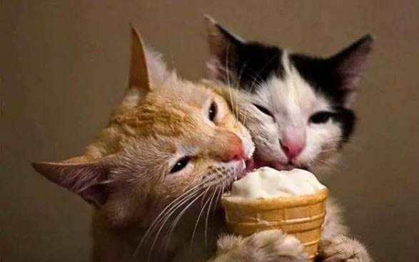猫罐头从冰箱拿出来多久才能让猫吃