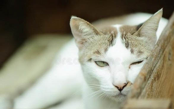 猫咪支原体感染需要喂什么药