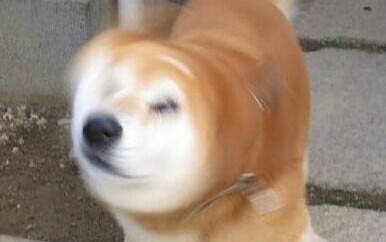 狗狗细小死前征兆咕咕?