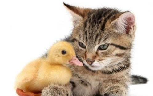 小猫肚子有腹水一定就是猫传腹吗