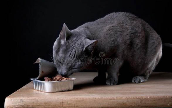 小猫到底可以吃什么食物