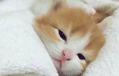 五个月小猫多重正常
