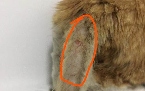猫咪主食罐头和零食罐头的区别