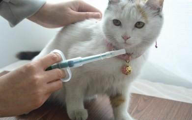 新生小猫感冒了怎么办