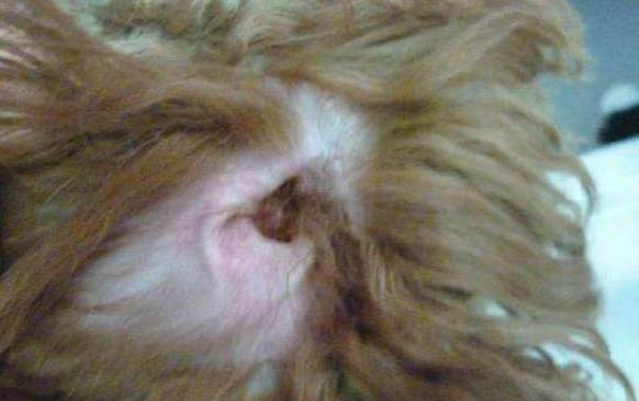 狗狗得了犬瘟反复发烧会持续多久