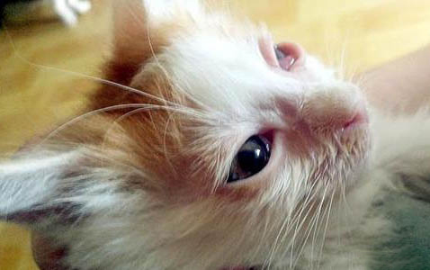 小猫身体发凉有救吗?