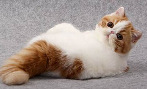 猫咪耳朵背面毛有点秃怎么回事