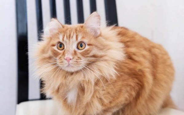 小猫一个月洗一次澡可以吗