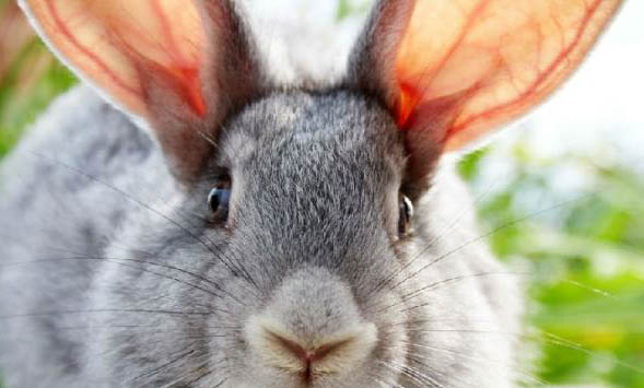 室内养兔子怎么才能不臭