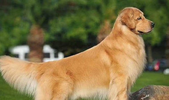 金毛犬可以吃米饭吗