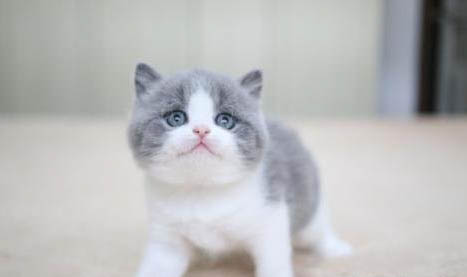 阿比西尼亚猫和重点色短毛猫哪个好养