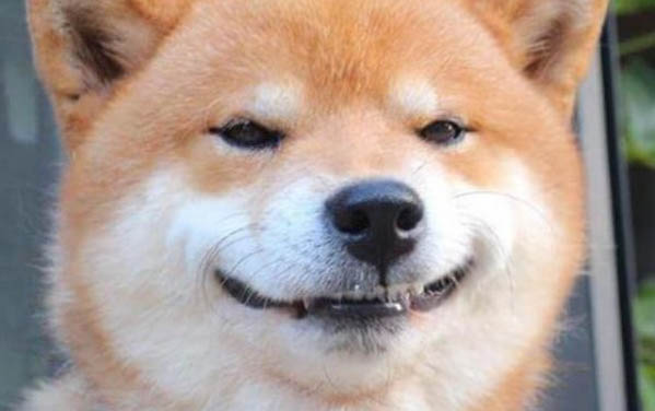 狗狗疫苗哪个牌子的好