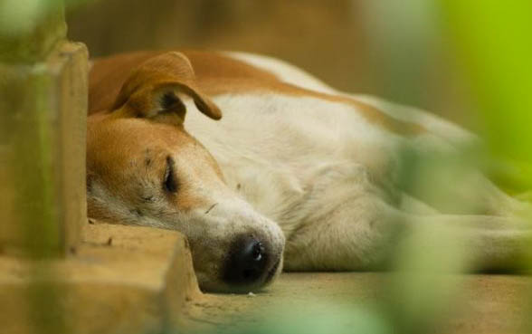 狗死亡前的症状