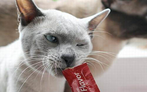 猫咪突然应激反应怎么安抚