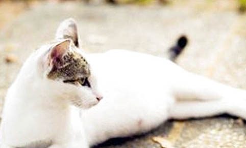 猫呼吸道感染会自愈吗?