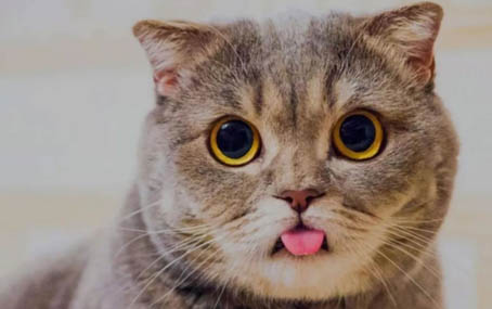 猫咪神经炎会死吗