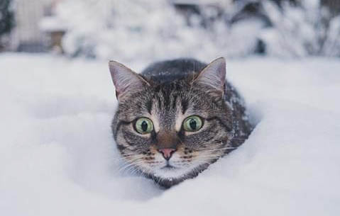 猫猫突然尿不出来怎么办