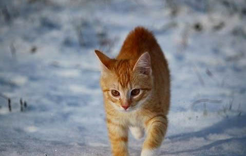 猫咪的后腿受伤