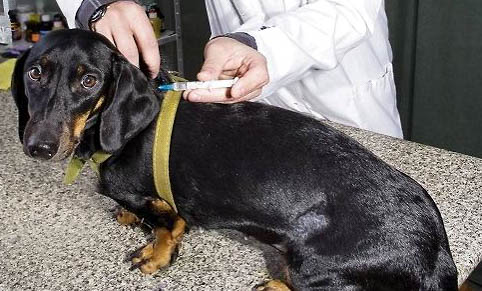 棉花面纱犬哪里有卖