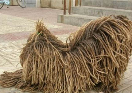 波利犬呕吐白沫原因及处理方法