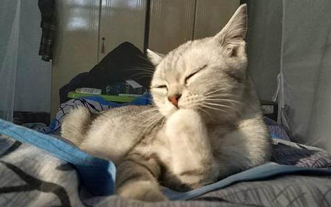 小猫咪出生几天睁眼睛