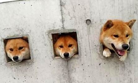 柴犬吠叫的八大原因