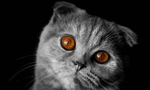 请问猫咪呕吐的原因及处理方法?