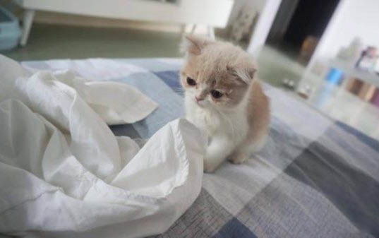 猫咪吃太多零食会得猫癣吗