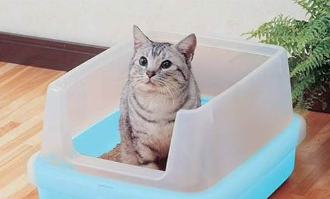 猫咪耳螨需要打针么?