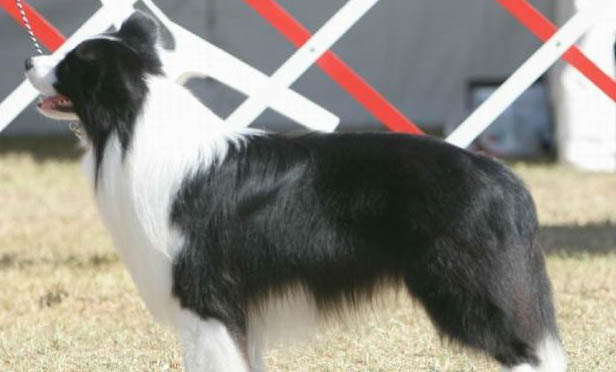 边境牧羊犬咬人的原因及处理方法