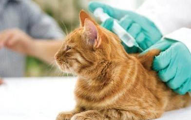 猫脖子里面有个硬包