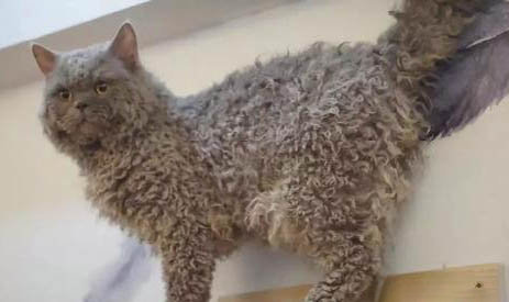塞尔凯克卷毛猫尿结石的原因及处理方法