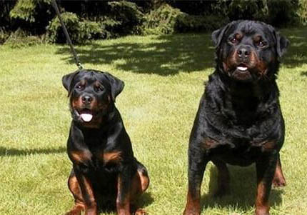罗威纳犬骨折症状有哪些